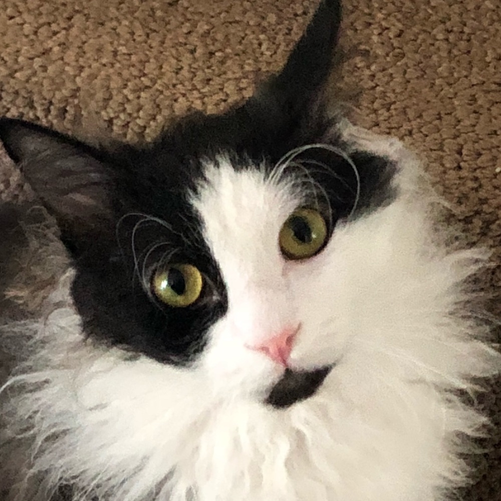 Meet your Posher, Lynne